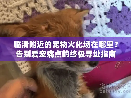 临清附近的宠物火化场在哪里？告别爱宠痛点的终极寻址指南
