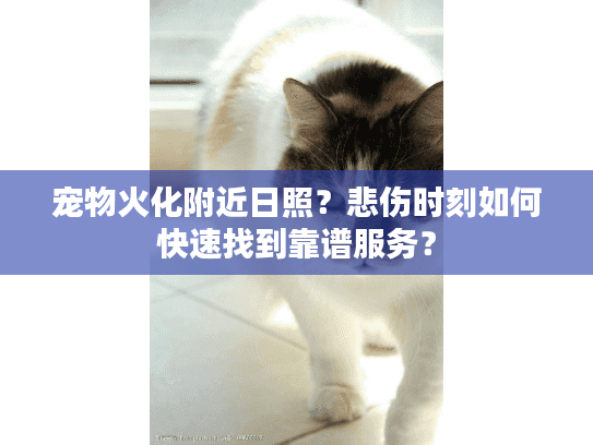 宠物火化附近日照？悲伤时刻如何快速找到靠谱服务？