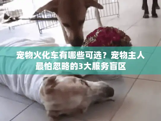 宠物火化车有哪些可选？宠物主人最怕忽略的3大服务盲区