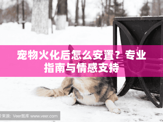 宠物火化后怎么安置？专业指南与情感支持