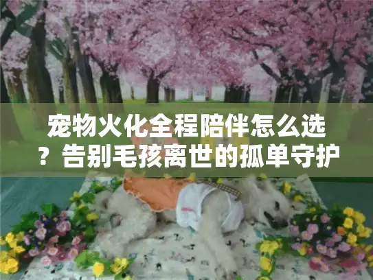 宠物火化全程陪伴怎么选？告别毛孩离世的孤单守护难题