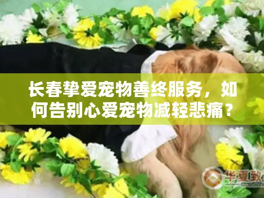 长春挚爱宠物善终服务，如何告别心爱宠物减轻悲痛？