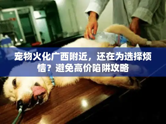 宠物火化广西附近，还在为选择烦恼？避免高价陷阱攻略