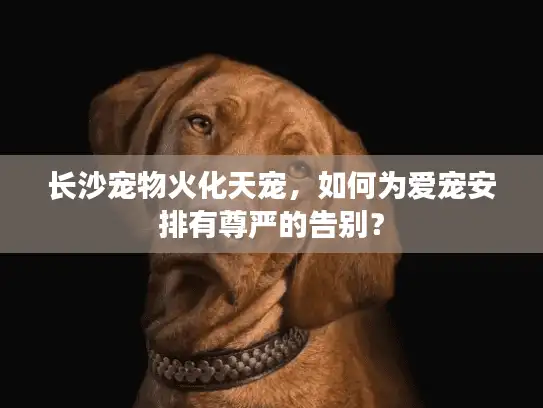 长沙宠物火化天宠,如何为爱宠安排有尊严的告别? 长沙宠物火化天宠,如何为爱宠安排有尊严的告别?