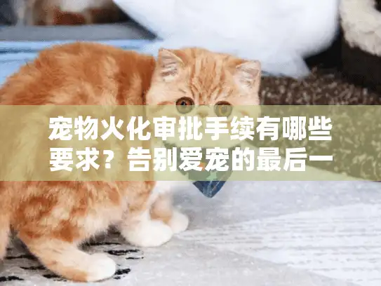 宠物火化审批手续有哪些要求?告别爱宠的最后一程痛点多重拆解 宠物火化审批手续有哪些要求?告别爱宠的最后一程痛点多重拆解