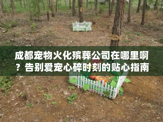 成都宠物火化殡葬公司在哪里啊？告别爱宠心碎时刻的贴心指南
