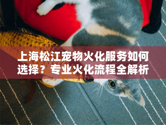 上海松江宠物火化服务如何选择?专业火化流程全解析 上海松江宠物火化服务如何选择?专业火化流程全解析