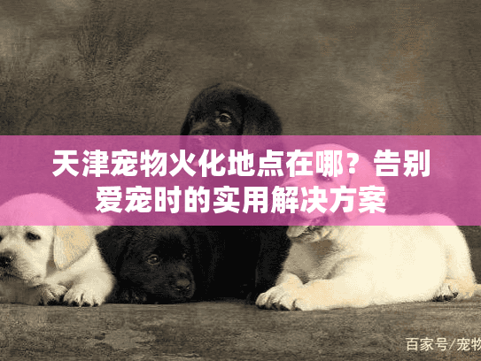 天津宠物火化地点在哪？告别爱宠时的实用解决方案