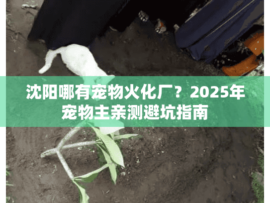 沈阳哪有宠物火化厂？2025年宠物主亲测避坑指南