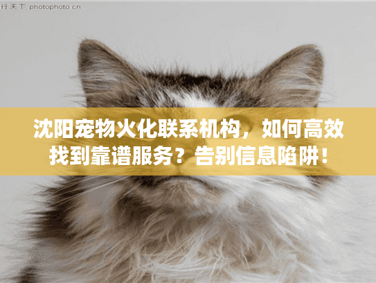 沈阳宠物火化联系机构,如何高效找到靠谱服务?告别信息陷阱! 沈阳宠物火化联系机构,如何高效找到靠谱服务?告别信息陷阱!
