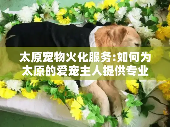 太原宠物火化服务:如何为太原的爱宠主人提供专业告别方案?