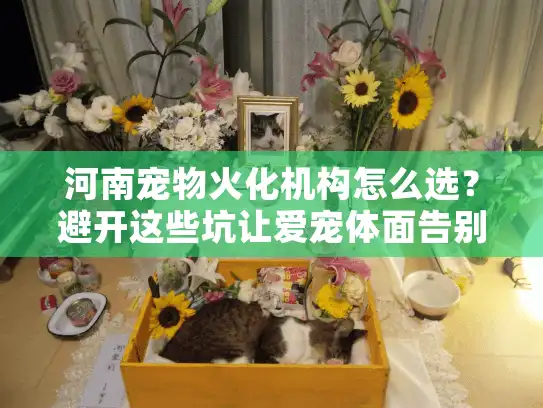河南宠物火化机构怎么选？避开这些坑让爱宠体面告别