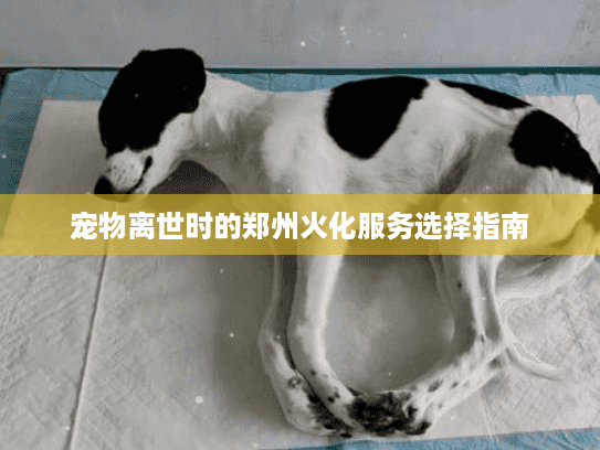 宠物离世时的郑州火化服务选择指南