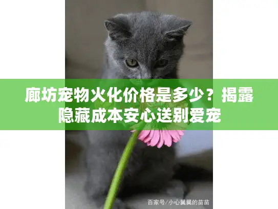 廊坊宠物火化价格是多少？揭露隐藏成本安心送别爱宠