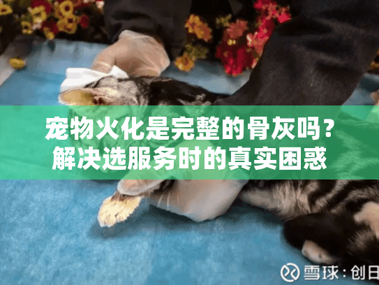 宠物火化是完整的骨灰吗？解决选服务时的真实困惑