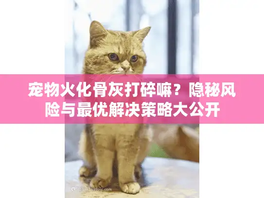 宠物火化骨灰打碎嘛？隐秘风险与最优解决策略大公开