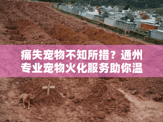 痛失宠物不知所措？通州专业宠物火化服务助你温暖告别