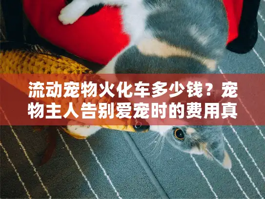 流动宠物火化车多少钱？宠物主人告别爱宠时的费用真相与避坑指南