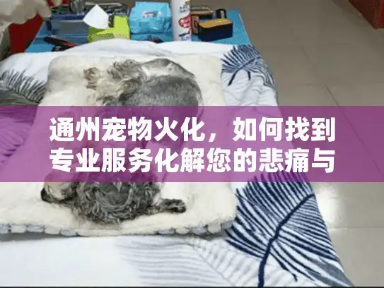 通州宠物火化,如何找到专业服务化解您的悲痛与困惑? 通州宠物火化,如何找到专业服务化解您的悲痛与困惑?