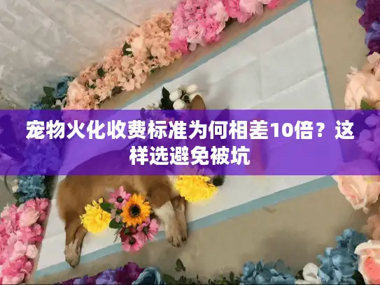 宠物火化收费标准为何相差10倍？这样选避免被坑