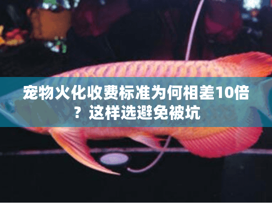 宠物火化收费标准为何相差10倍？这样选避免被坑