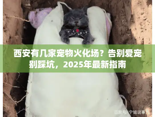 西安有几家宠物火化场？告别爱宠别踩坑，2025年最新指南