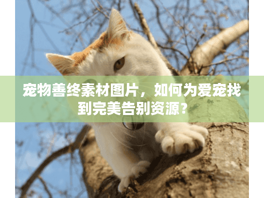 宠物善终素材图片,如何为爱宠找到完美告别资源? 宠物善终素材图片,如何为爱宠找到完美告别资源?