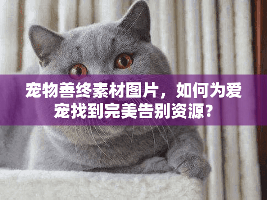 宠物善终素材图片,如何为爱宠找到完美告别资源? 宠物善终素材图片,如何为爱宠找到完美告别资源?