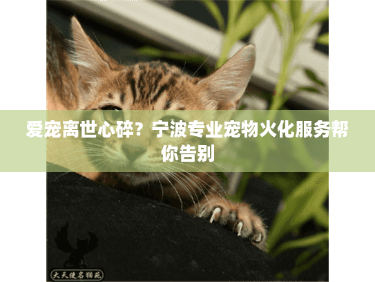 爱宠离世心碎？宁波专业宠物火化服务帮你告别