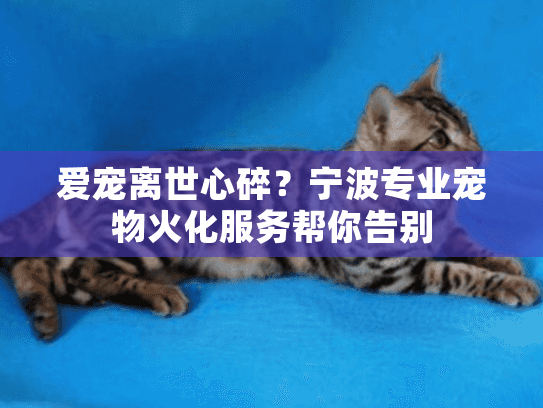 爱宠离世心碎？宁波专业宠物火化服务帮你告别