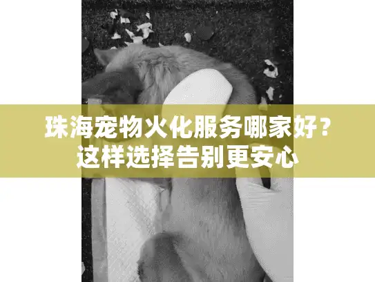 珠海宠物火化服务哪家好？这样选择告别更安心
