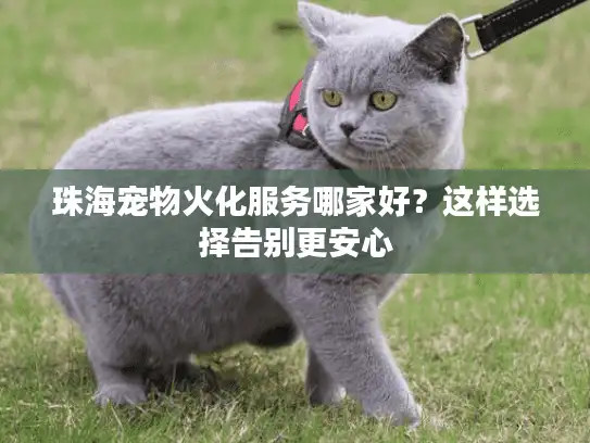 珠海宠物火化服务哪家好？这样选择告别更安心