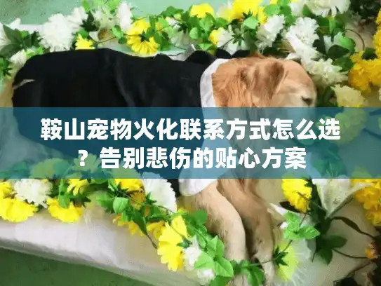 鞍山宠物火化联系方式怎么选？告别悲伤的贴心方案