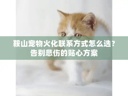 鞍山宠物火化联系方式怎么选？告别悲伤的贴心方案