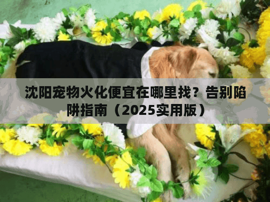 沈阳宠物火化便宜在哪里找？告别陷阱指南（2025实用版）