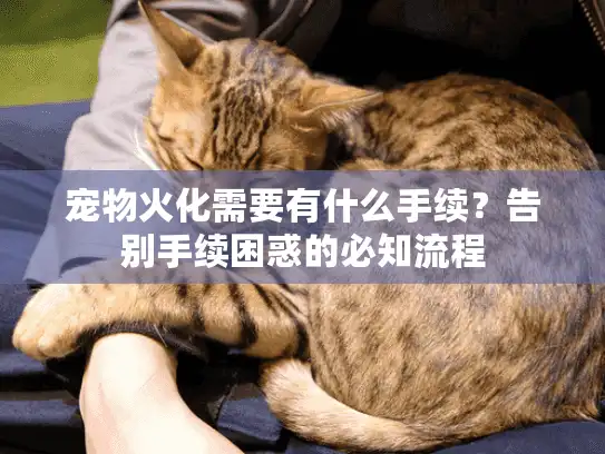 宠物火化需要有什么手续？告别手续困惑的必知流程