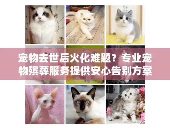 宠物去世后火化难题?专业宠物殡葬服务提供安心告别方案 宠物去世后火化难题?专业宠物殡葬服务提供安心告别方案