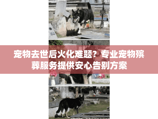 宠物去世后火化难题?专业宠物殡葬服务提供安心告别方案 宠物去世后火化难题?专业宠物殡葬服务提供安心告别方案