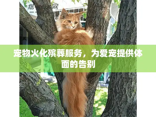 宠物火化殡葬服务，为爱宠提供体面的告别