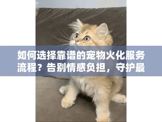 如何选择靠谱的宠物火化服务流程?告别情感负担,守护最终回忆! 如何选择靠谱的宠物火化服务流程?告别情感负担,守护最终回忆!