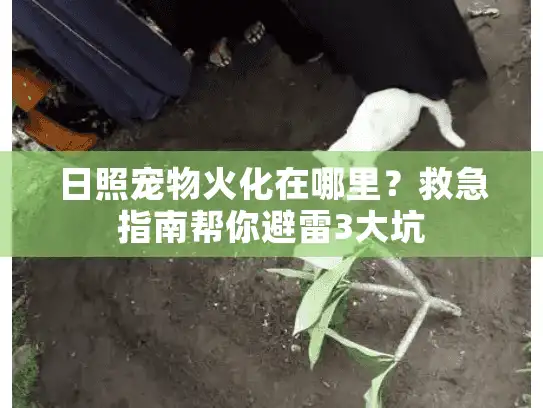日照宠物火化在哪里?救急指南帮你避雷3大坑 日照宠物火化在哪里?救急指南帮你避雷3大坑