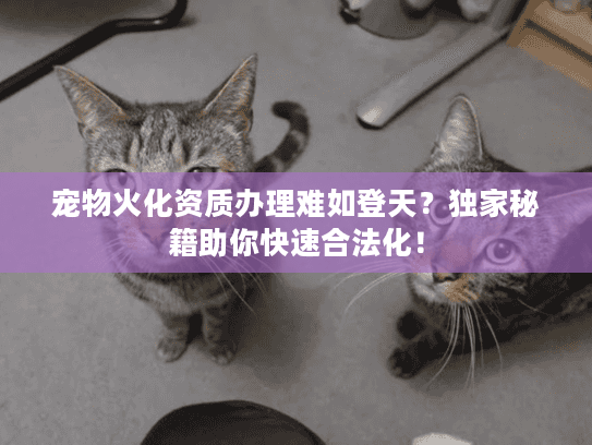 宠物火化资质办理难如登天？独家秘籍助你快速合法化！