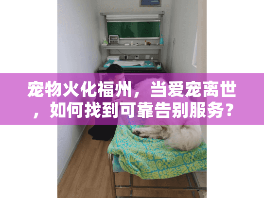 宠物火化福州，当爱宠离世，如何找到可靠告别服务？