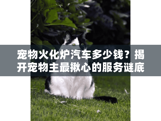宠物火化炉汽车多少钱？揭开宠物主最揪心的服务谜底