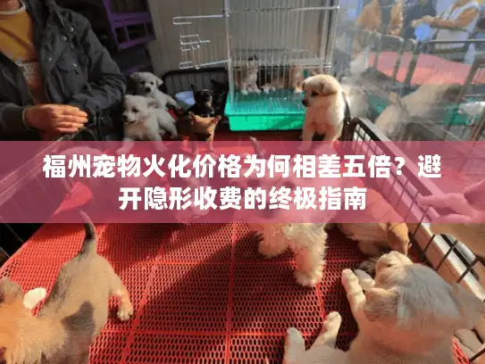 福州宠物火化价格为何相差五倍？避开隐形收费的终极指南