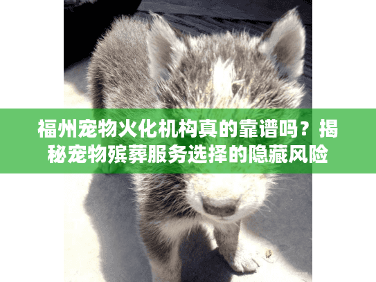 福州宠物火化机构真的靠谱吗？揭秘宠物殡葬服务选择的隐藏风险