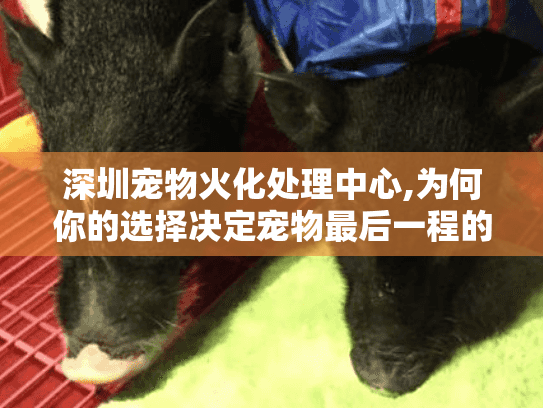 深圳宠物火化处理中心,为何你的选择决定宠物最后一程的尊严？