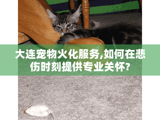 大连宠物火化服务,如何在悲伤时刻提供专业关怀? 大连宠物火化服务,如何在悲伤时刻提供专业关怀?