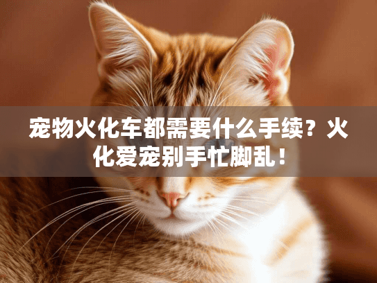 宠物火化车都需要什么手续？火化爱宠别手忙脚乱！