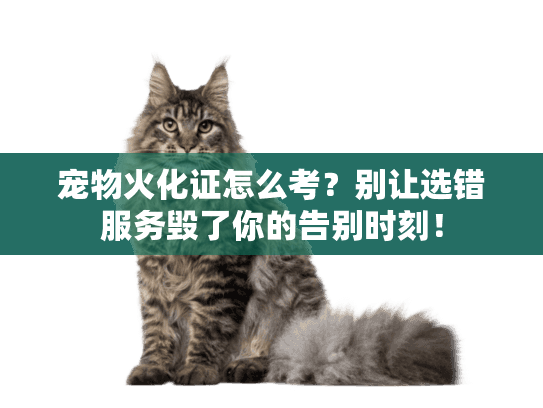 宠物火化证怎么考？别让选错服务毁了你的告别时刻！